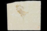 Cretaceous Fossil Shrimp - Lebanon #123873-1